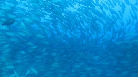 Trevally Bait Ball Stock Footage 24253754