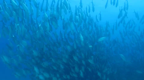 Trevally Bait Ball Stock Footage 24255770