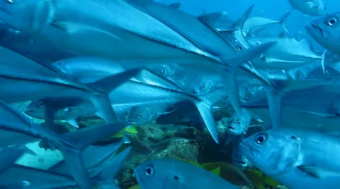 Trevally Bait Ball Stock Footage 24256657