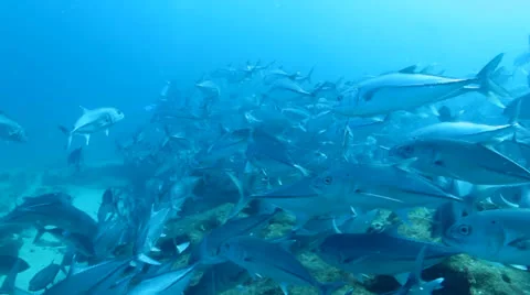 Trevally Bait Ball Stock Footage 24256766