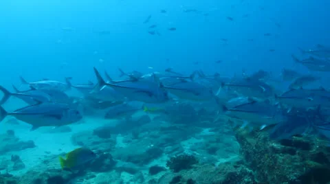 Trevally Bait Ball Stock Footage 24258247