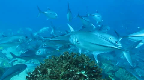 Trevally Bait Ball Stock Footage 24258603