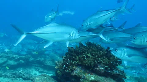 Trevally Bait Ball Stock Footage 24258674