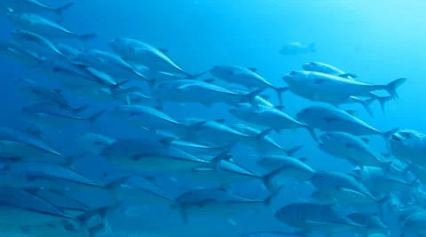 Trevally Bait Ball Stock Footage 24259144