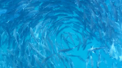 Trevally Bait Ball Stock Footage 24262977