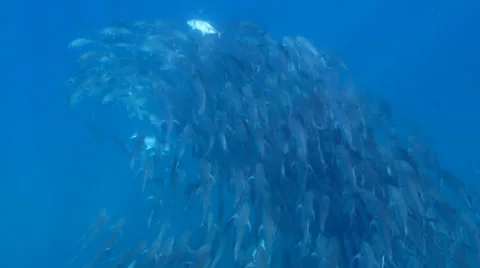 Trevally Bait Ball Stock Footage 24263549