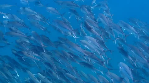 Trevally Bait Ball Stock Footage 24263808