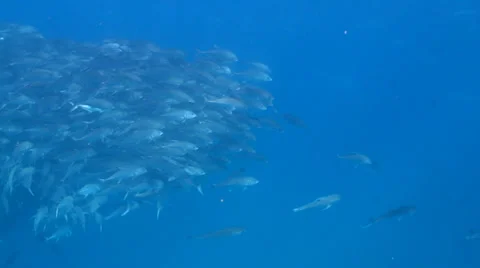 Trevally Bait Ball Stock Footage 24264257