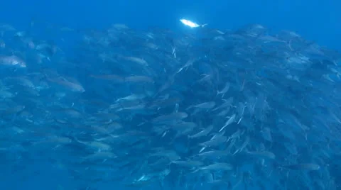Trevally Bait Ball Stock Footage 24264397