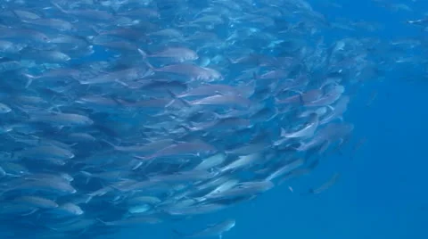 Trevally Bait Ball Stock Footage 24264512