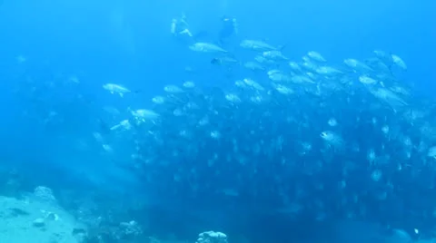 Trevally Bait Ball Stock Footage 24266322