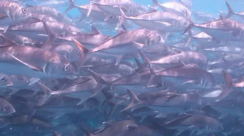 Trevally Bait Ball Stock Footage 24290694