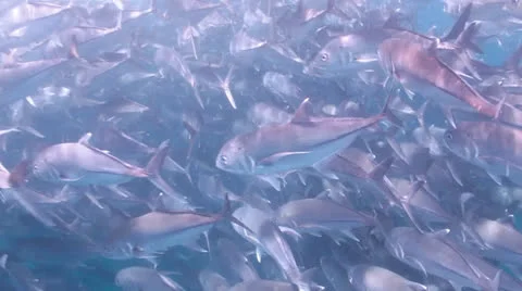 Trevally Bait Ball Stock Footage 24291405