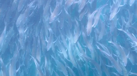 Trevally Bait Ball Stock Footage 24291456