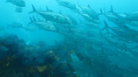 Trevally Bait Ball Stock Footage 24292246