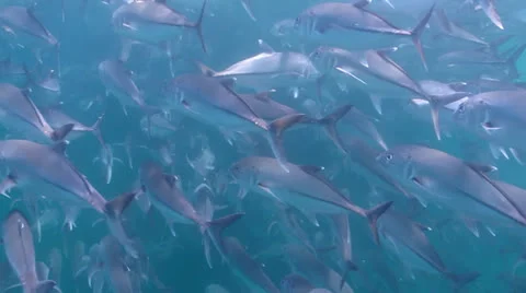 Trevally Bait Ball Stock Footage 24292906