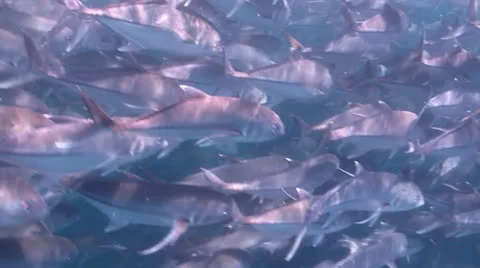 Trevally Bait Ball Stock Footage 24293550