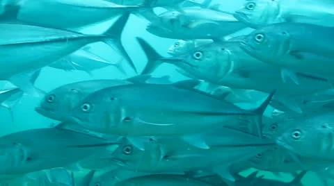 Trevally Bait Ball Stock Footage 24298369