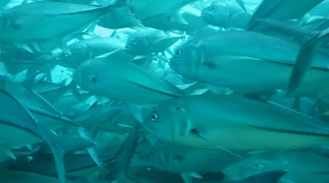Trevally Bait Ball Stock Footage 24299066