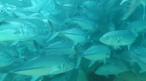 Trevally Bait Ball Stock Footage 24299710