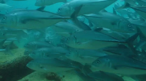 Trevally Bait Ball Stock Footage 24302391