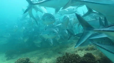 Trevally Bait Ball Stock Footage 24302605