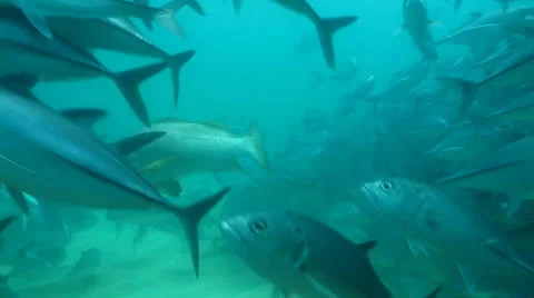 Trevally Bait Ball Stock Footage 24303529