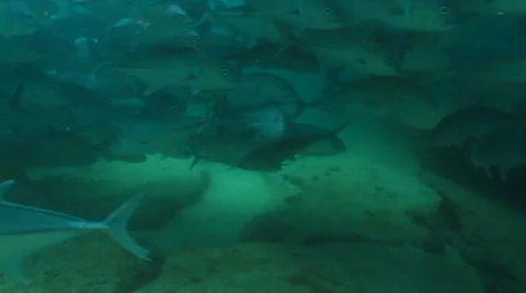 Trevally Bait Ball Stock Footage 24304402