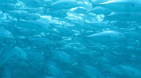 Trevally Bait Ball Stock Footage 24351475