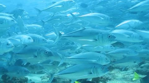 Trevally Bait Ball Stock Footage 24355483