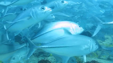 Trevally Bait Ball Stock Footage 24355646