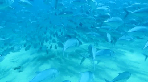 Trevally Bait Ball Stock Footage 24358604