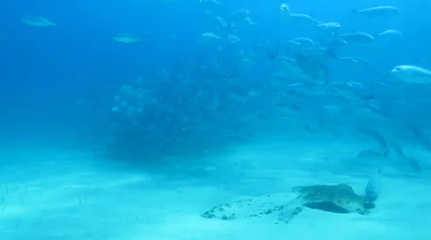 Trevally Bait Ball Stock Footage 24358634