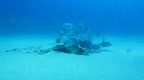 Trevally Bait Ball Stock Footage 24361602