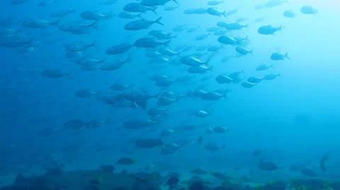 Trevally Bait Ball Stock Footage 24372935