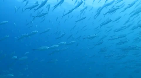Trevally Bait Ball Stock Footage 24374334