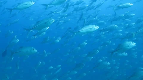 Trevally Bait Ball Stock Footage 24375097