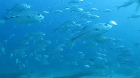 Trevally Bait Ball Stock Footage 24376569