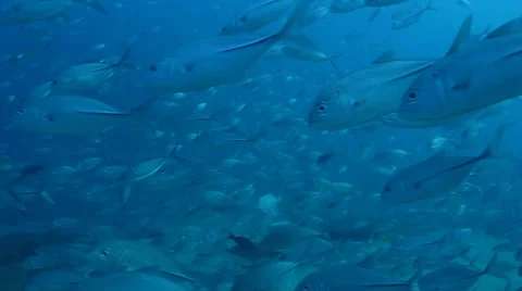 Trevally Bait Ball Stock Footage 24377654