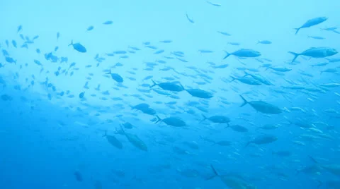 Trevally Bait Ball Stock Footage 24378301