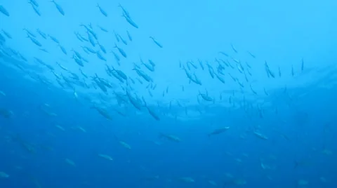 Trevally Bait Ball Stock Footage 24378835