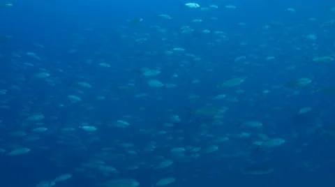 Trevally Bait Ball Stock Footage 24379089