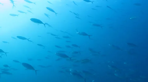 Trevally Bait Ball Stock Footage 24379151