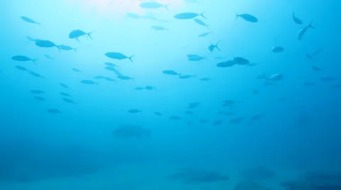 Trevally Bait Ball Stock Footage 24379452