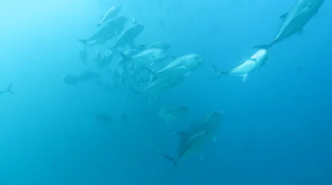 Trevally Bait Ball Stock Footage 24394115