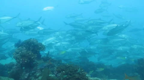 Trevally Bait Ball Stock Footage 24394926