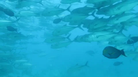 Trevally Bait Ball Stock Footage 24397549