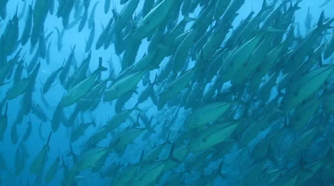 Trevally Bait Ball Stock Footage 24398341