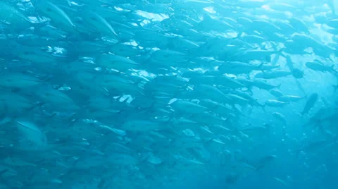 Trevally Bait Ball Stock Footage 24400911