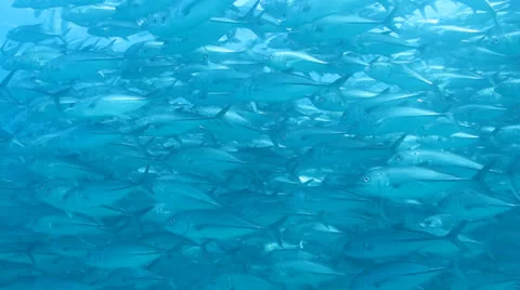 Trevally Bait Ball Stock Footage 24401957